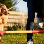 12 ترفند ساده برای آموزش سگ