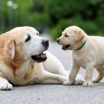 چگونه سگ خود را از جویدن ناخواسته متوقف کنیم