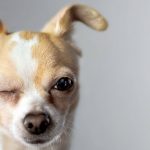 راهنمای نژاد سگ : در 7 گروه اصلی سگ کاوش کنید