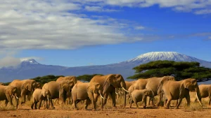 kenia laenderinformationen elephanten kilimandjaro natucate