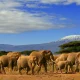 kenia laenderinformationen elephanten kilimandjaro natucate