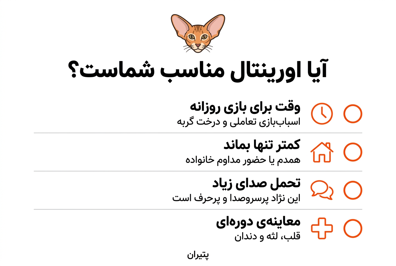گربه اورینتال و تنهایی؛ آیا برای این همخانهی پرحرف وقت کافی دارید؟ 3 اینفوگرافیک چکلیست مناسب بودن گربه اورینتال برای شما