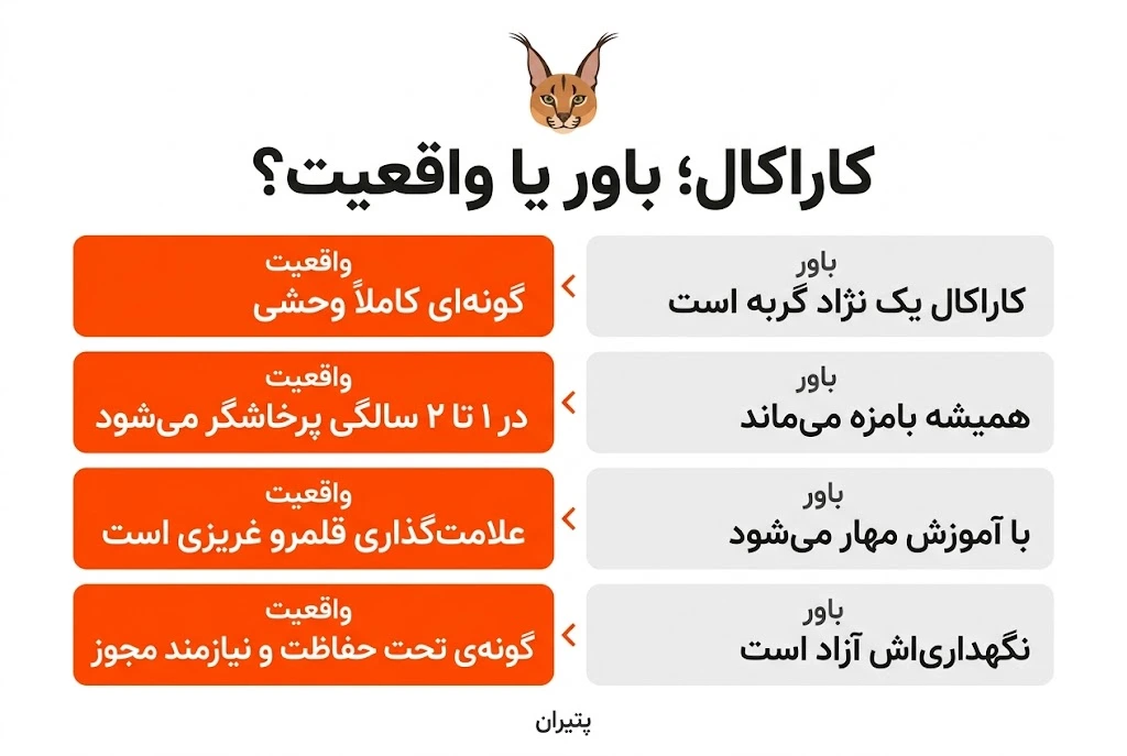 چهار باور اشتباه درباره کاراکال؛ واقعیت پشت ویدیوهای وایرال شده 3 اینفوگرافیک چهار باور اشتباه درباره کاراکال و واقعیت هر کدام